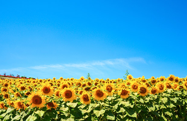 白岡市の街紹介